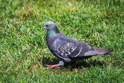 Photo Pigeon